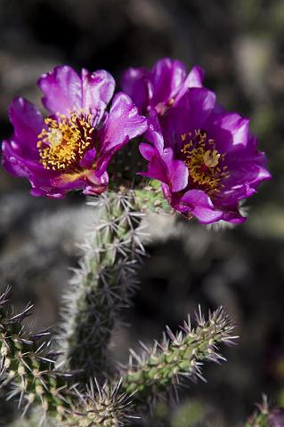 085 Gila Cliff Dwellings National Monument.jpg